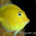 tang_blue_pi_jar_h_0139_cub2038.jpg